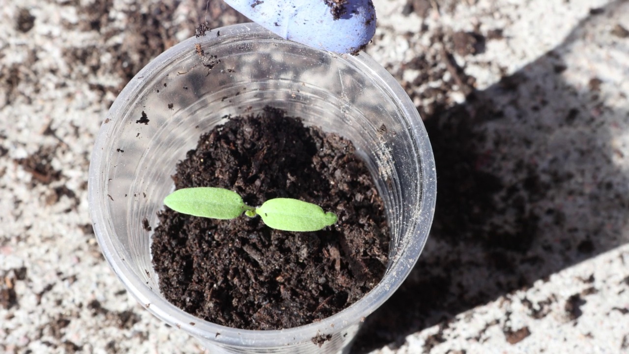 从种子开始种植番茄，重新种植番茄幼苗。视频素材