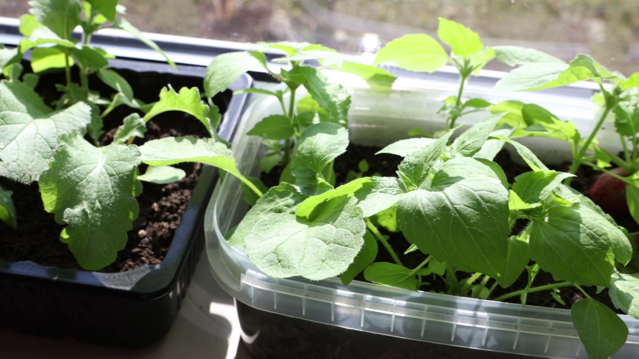 在窗台上的容器中种植萝卜和生菜。视频素材