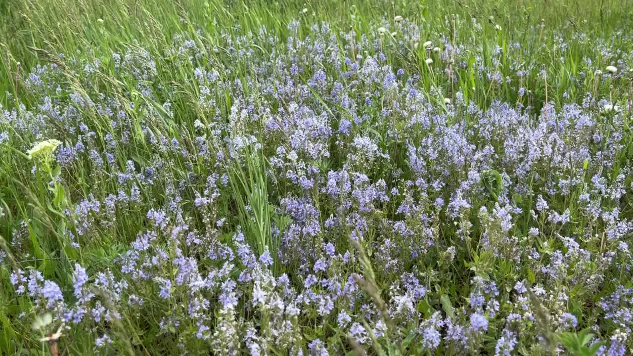 蓝色的野花在绿色的草地上。视频素材