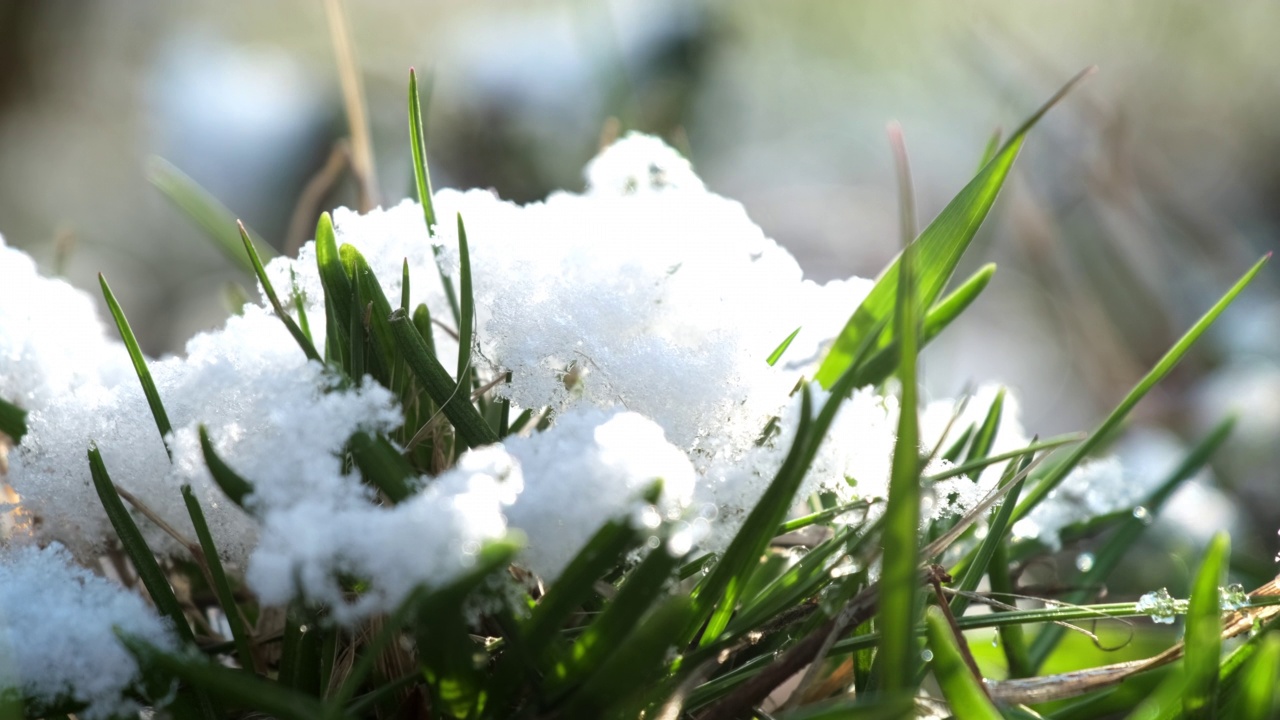 一堆皑皑白雪覆盖着草地上茂盛的绿草视频素材