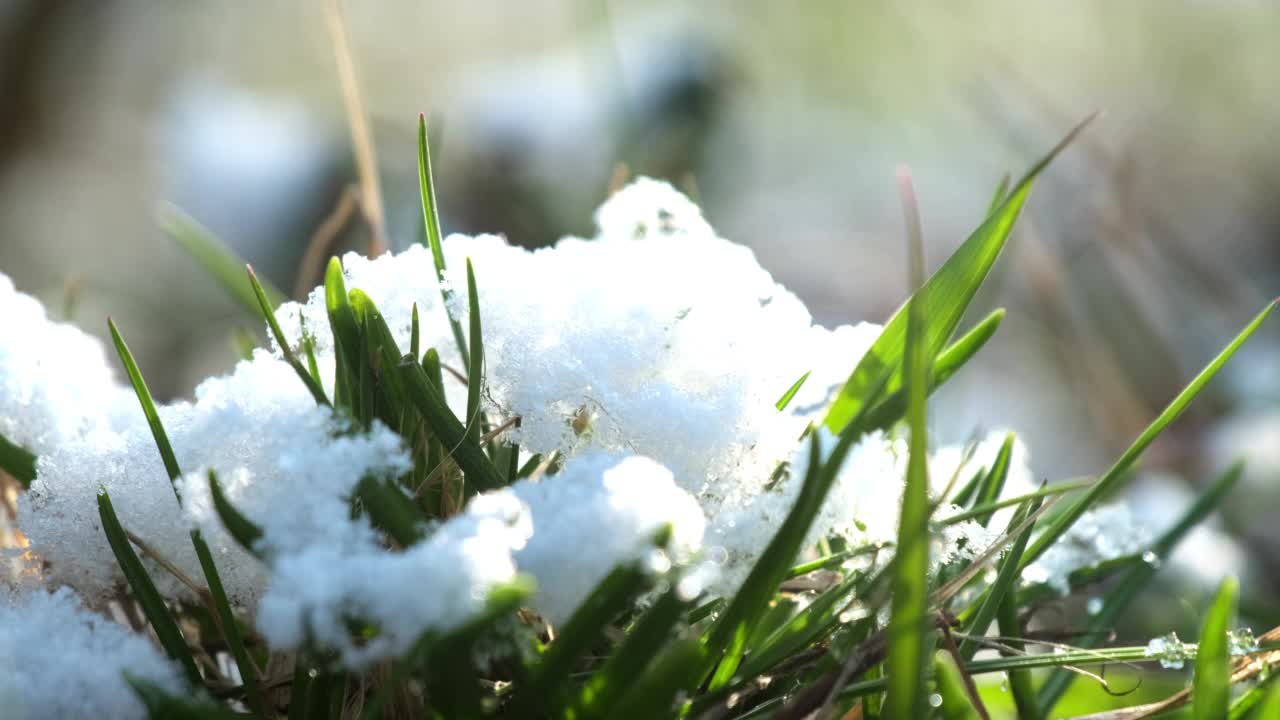 公园里绿草如茵，树叶上覆盖着白雪视频素材