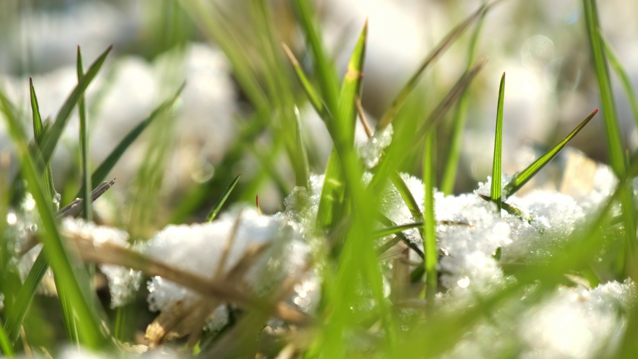 白雪环绕的春天公园里长着绿草视频素材