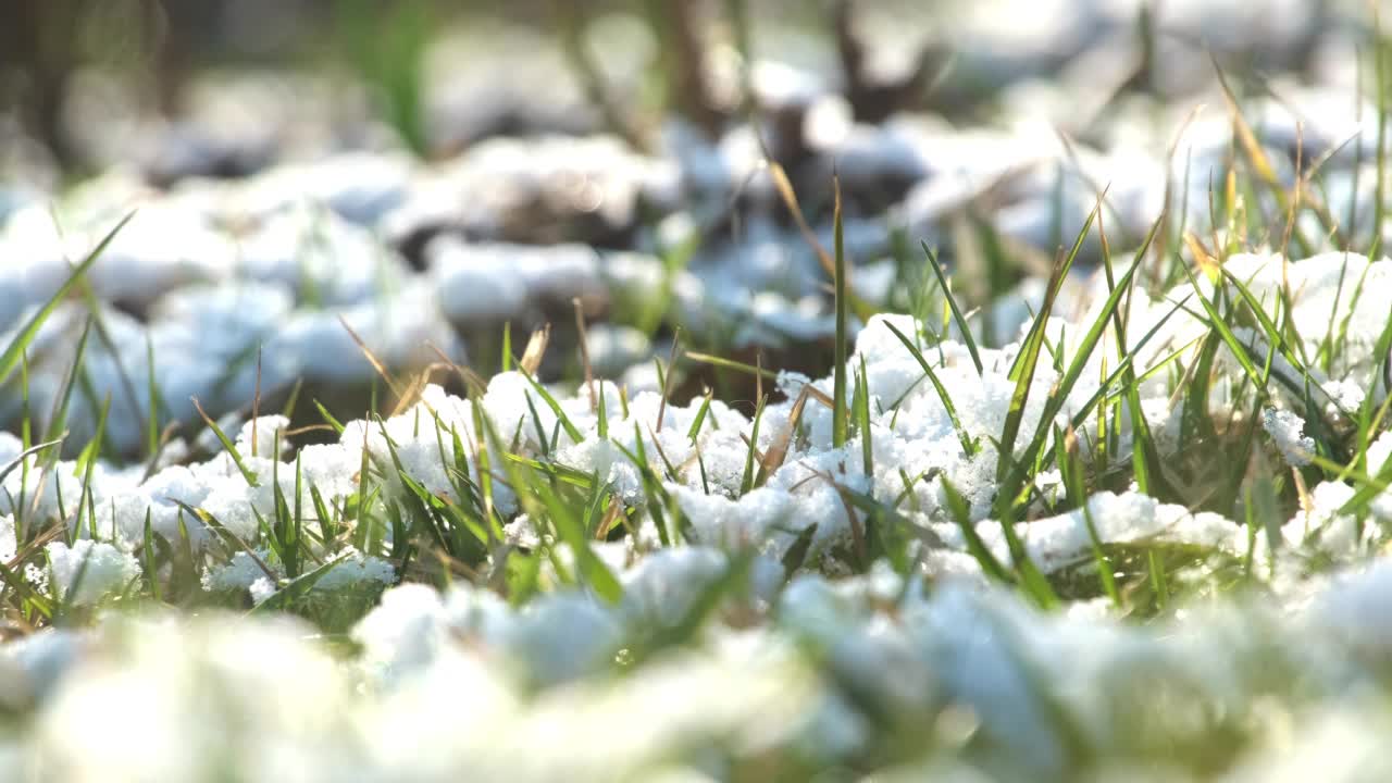 早期的植被冲破了刚刚落下的皑皑白雪视频素材