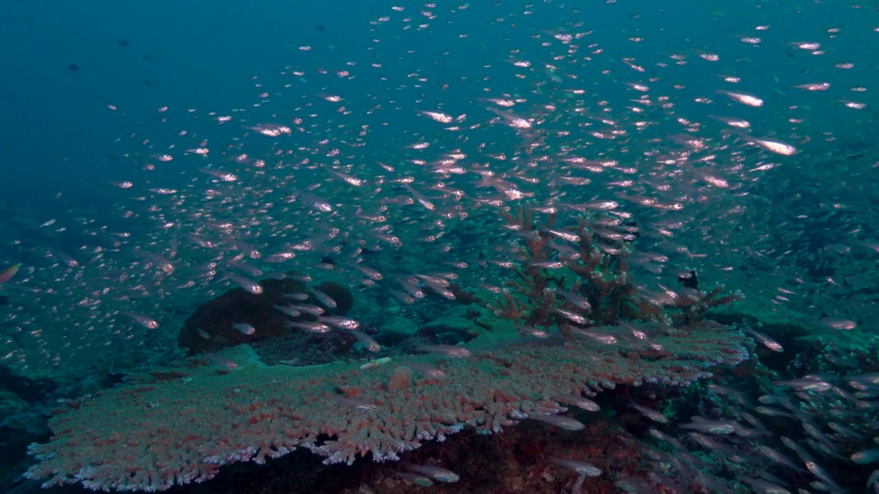 被侏儒清扫鱼包围的海底桌珊瑚(Acropora)视频素材