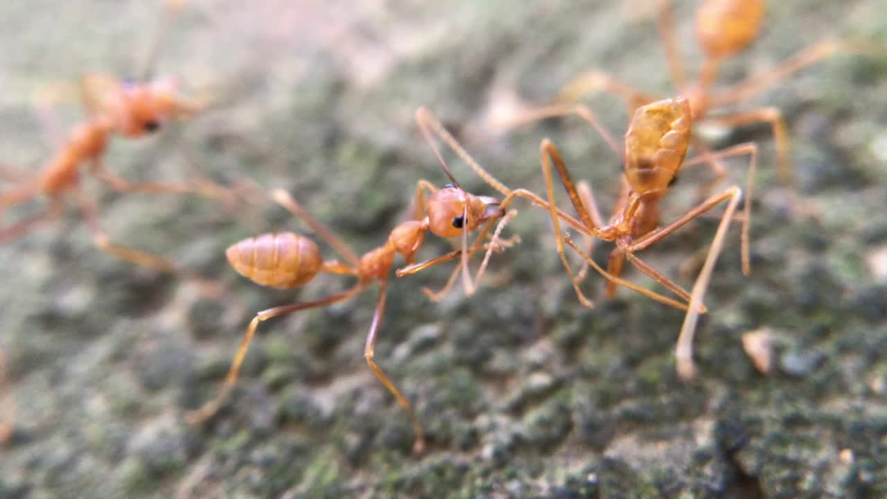 编织蚁视频素材