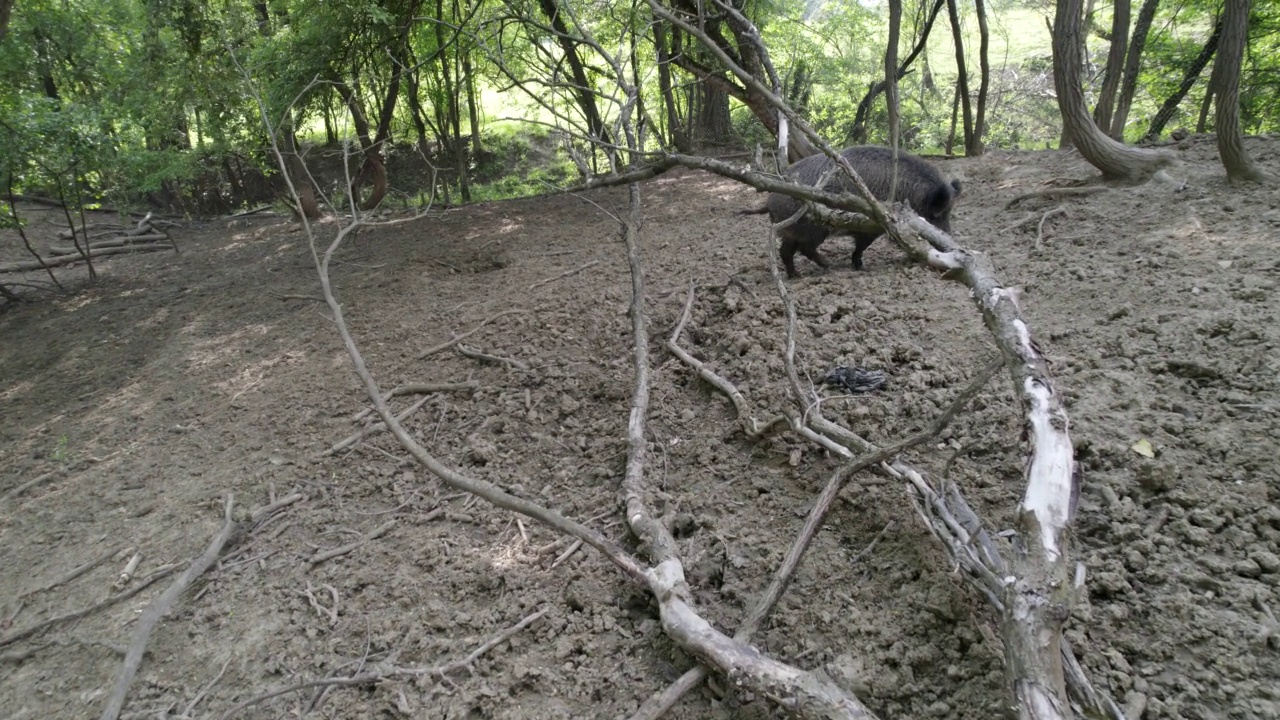 自然景观与野猪视频下载