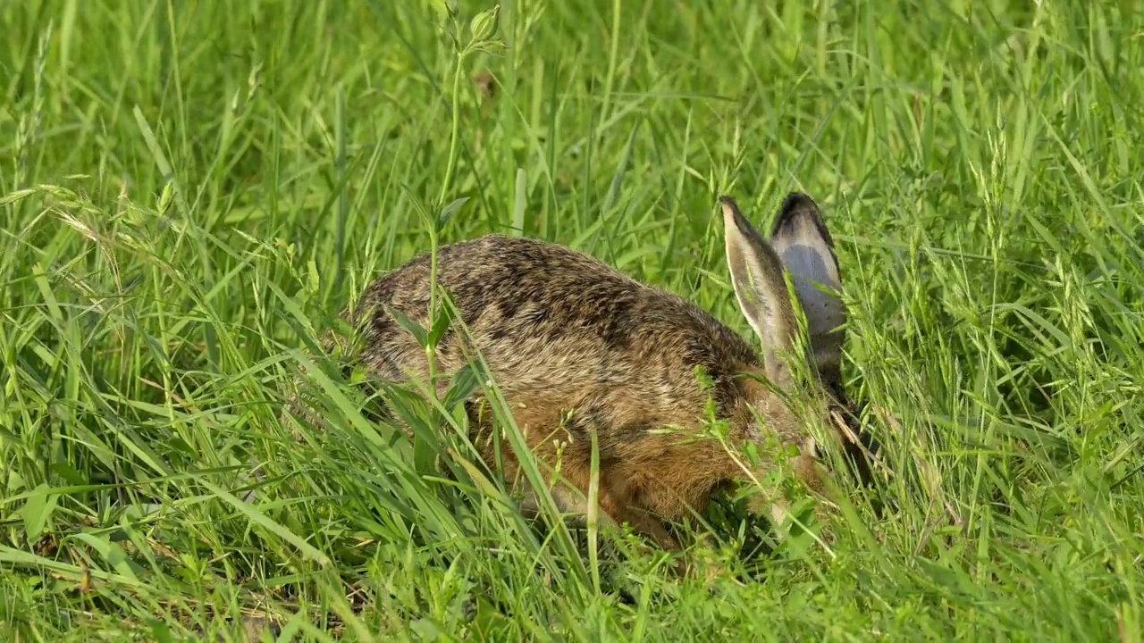 草原上的欧洲褐兔(Lepus europaeus)视频素材