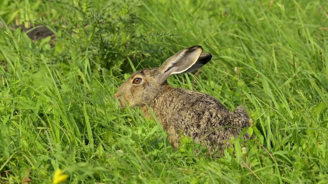 草原上的欧洲褐兔(Lepus europaeus)视频素材