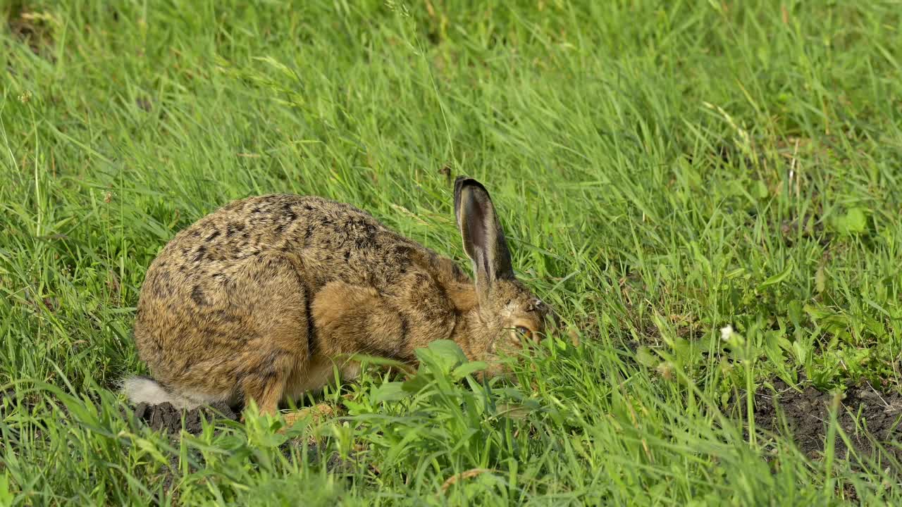 草原上的欧洲褐兔(Lepus europaeus)视频素材