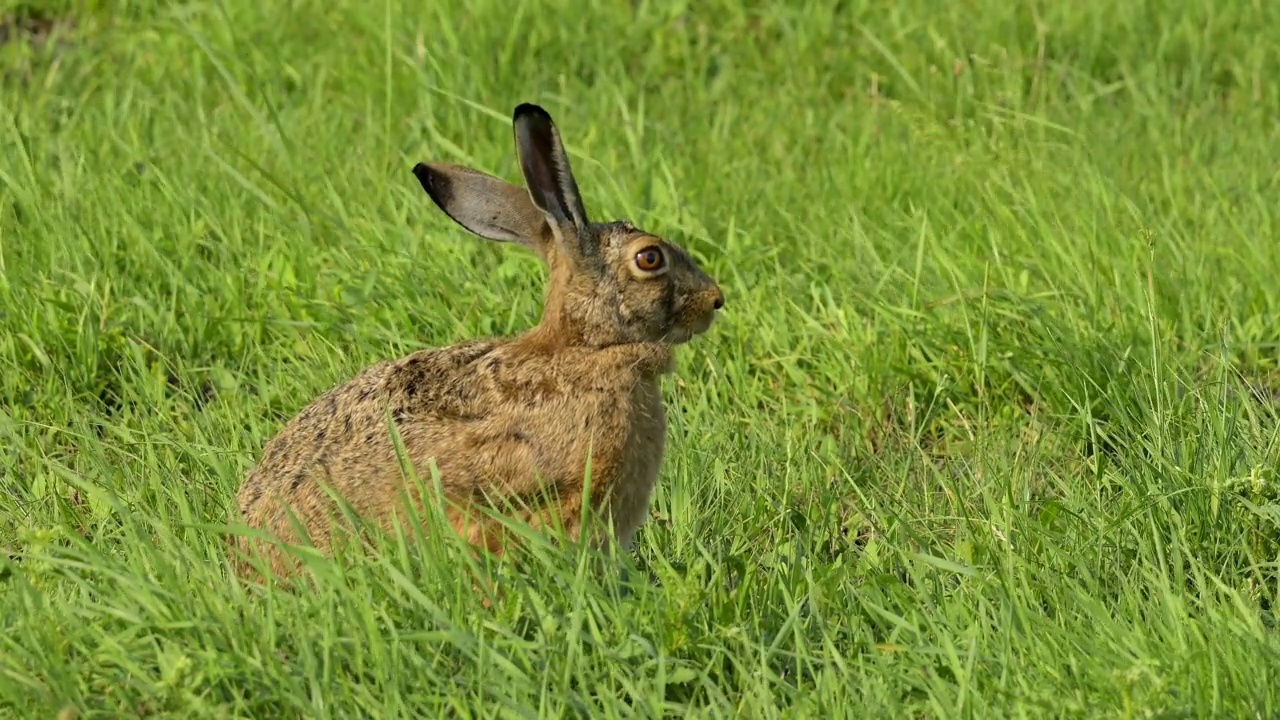 草原上的欧洲褐兔(Lepus europaeus)视频素材