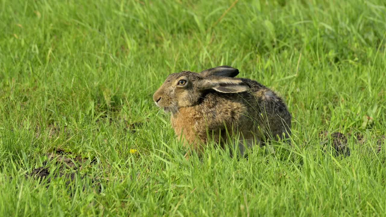 草原上的欧洲褐兔(Lepus europaeus)视频素材