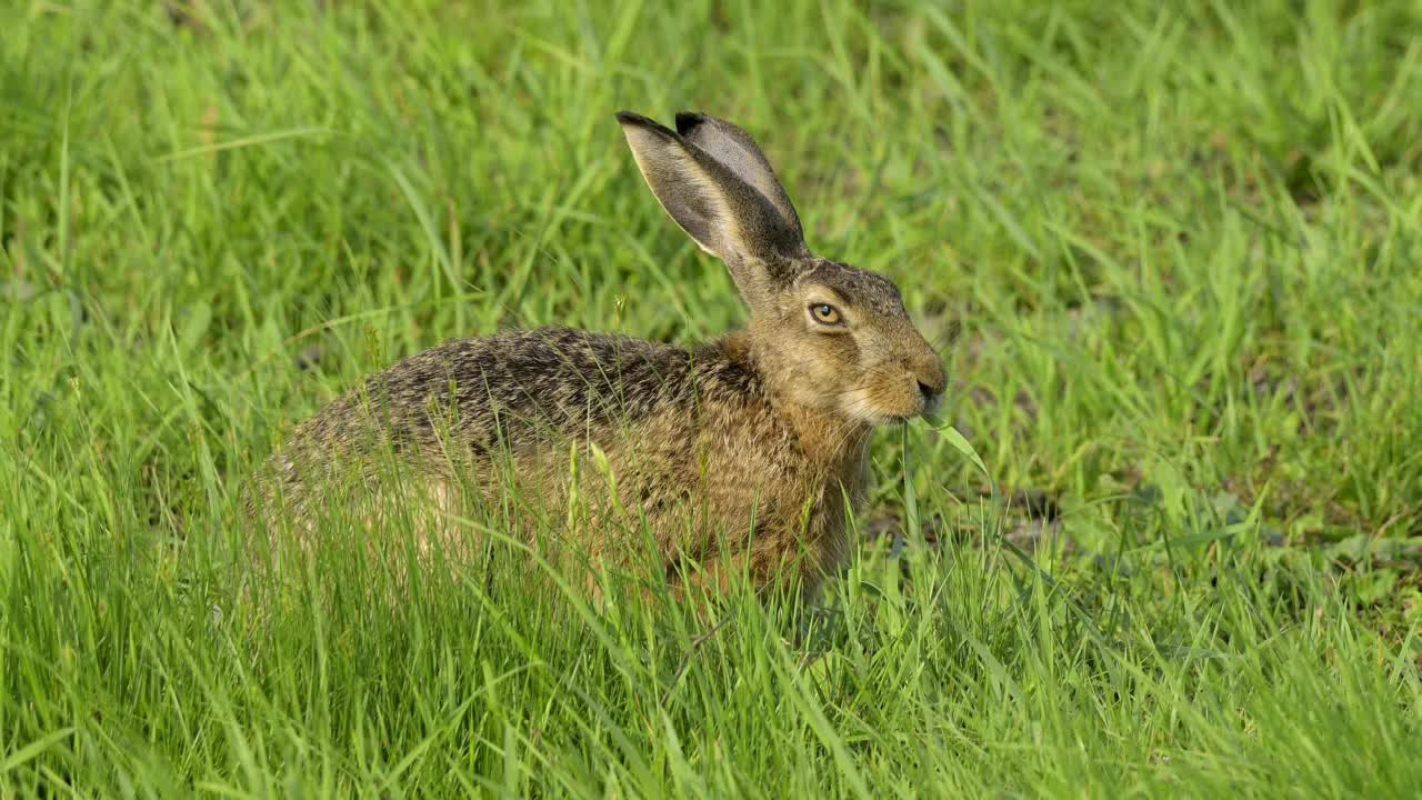 草原上的欧洲褐兔(Lepus europaeus)视频素材