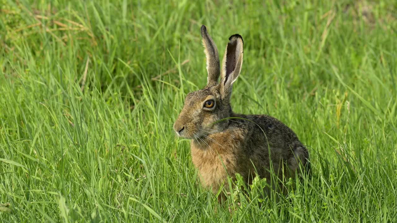 草原上的欧洲褐兔(Lepus europaeus)视频素材