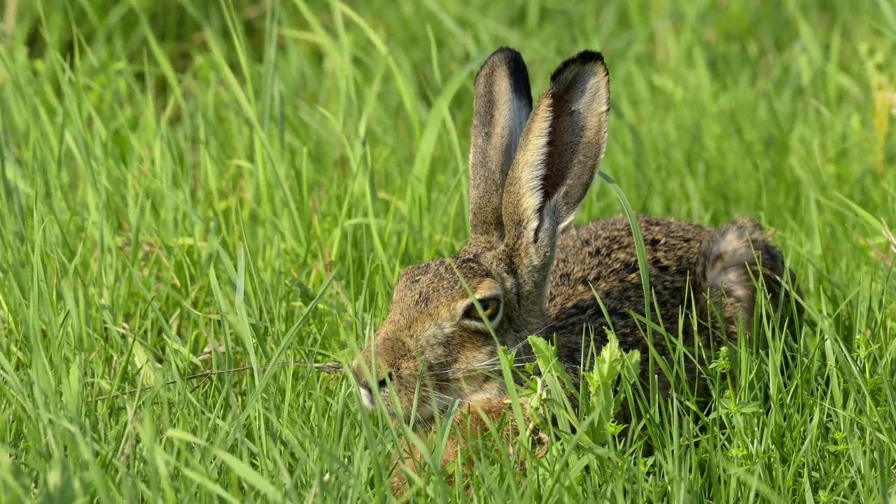 草原上的欧洲褐兔(Lepus europaeus)视频素材