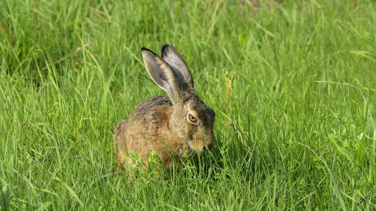 草原上的欧洲褐兔(Lepus europaeus)视频素材