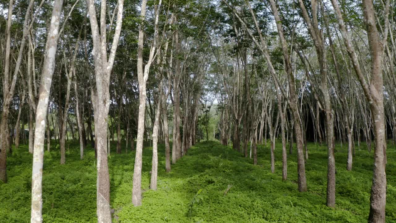 泰国橡胶树种植园视频素材