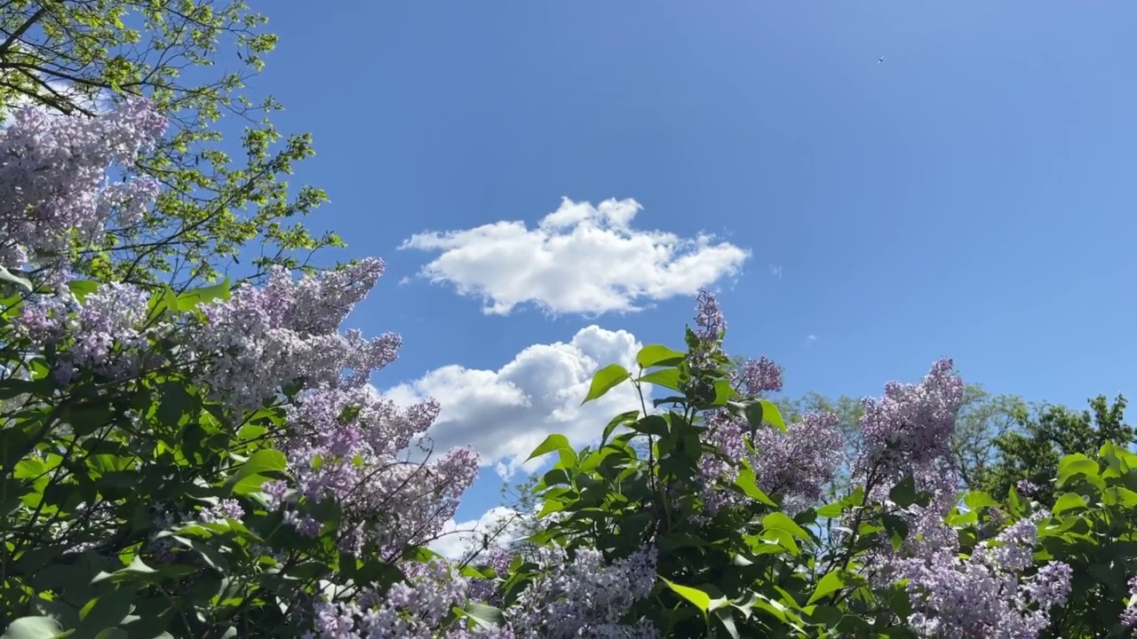 春天阳光明媚，多云的天空下，紫色的丁香花丛。视频素材