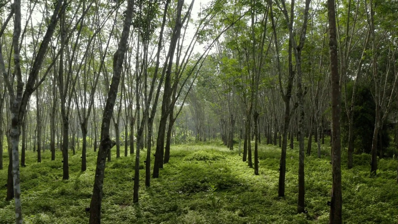 泰国橡胶树种植园视频素材