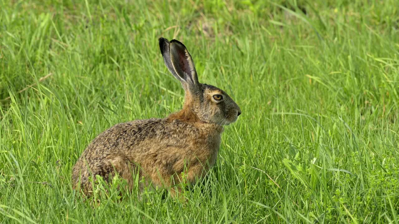 草原上的欧洲褐兔(Lepus europaeus)视频素材