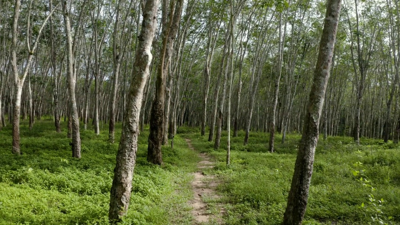 泰国橡胶树种植园视频素材