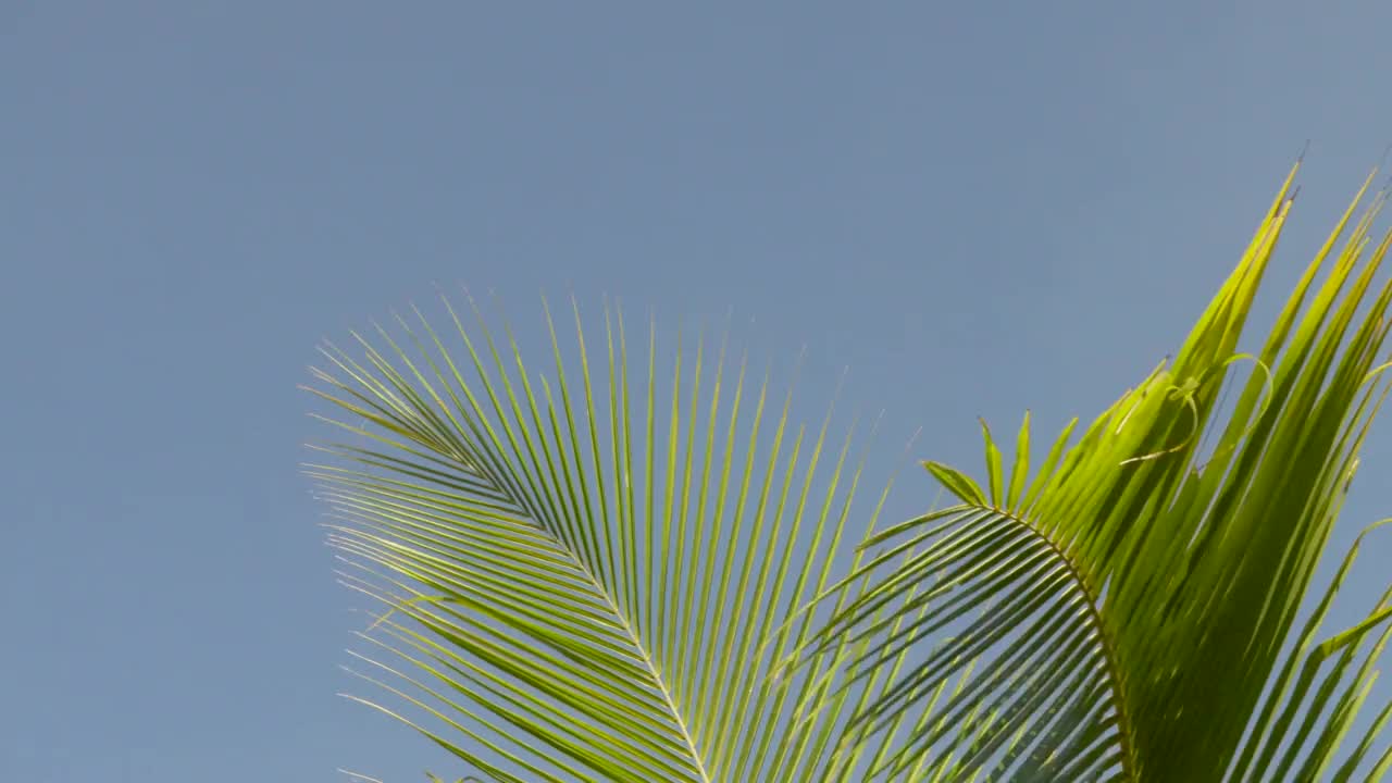 绿色的椰子树在风中摇曳，一片蔚蓝的天空。夏天,假期视频下载