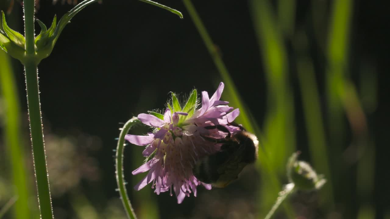 蜜蜂在草地上采集花蜜。有创造力。美丽的蜜蜂在晴天收集花粉。夏季草甸大群落视频素材