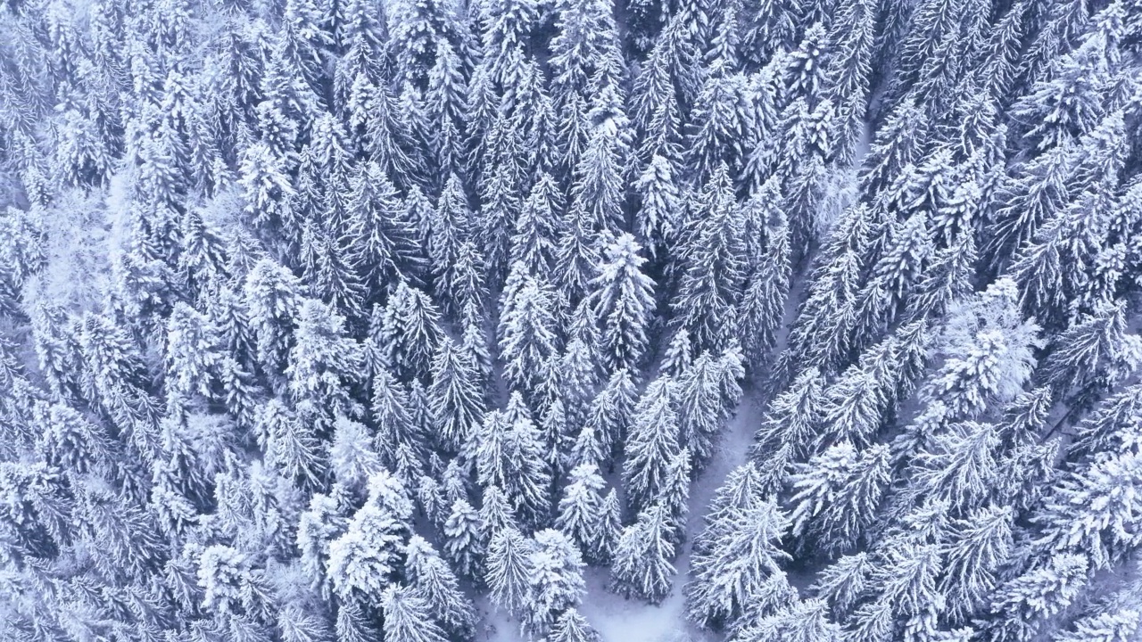 4k无人机镜头飞行在冬季积雪和冷杉树无尽的森林。天气、环境、自然环境的概念。视频素材