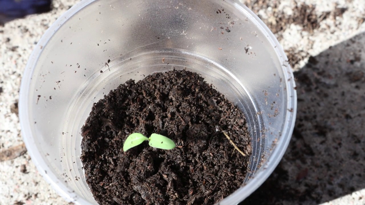 西红柿从种子开始生长，农民把发芽的植株移植到塑料杯中。视频素材