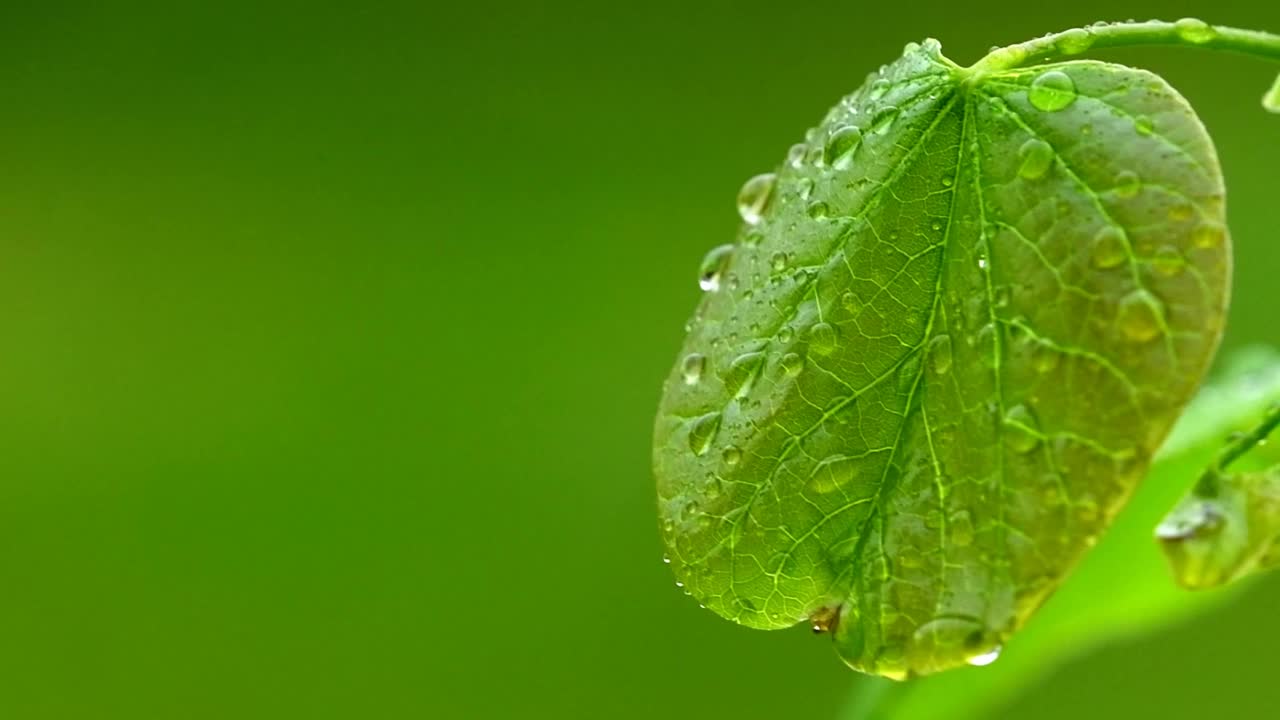 雨中的绿叶视频素材