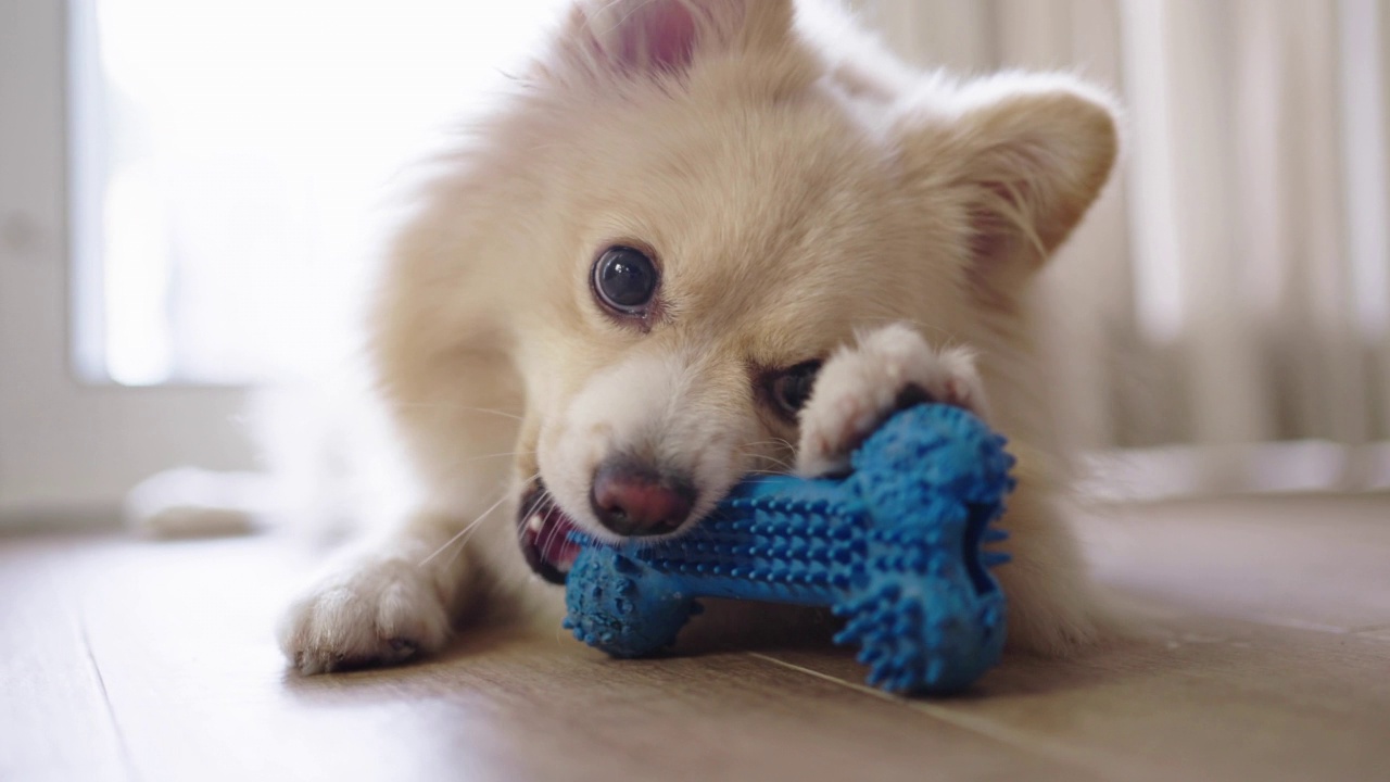 一个博美犬咬特写和玩硅胶骨玩具宠物在家里视频素材