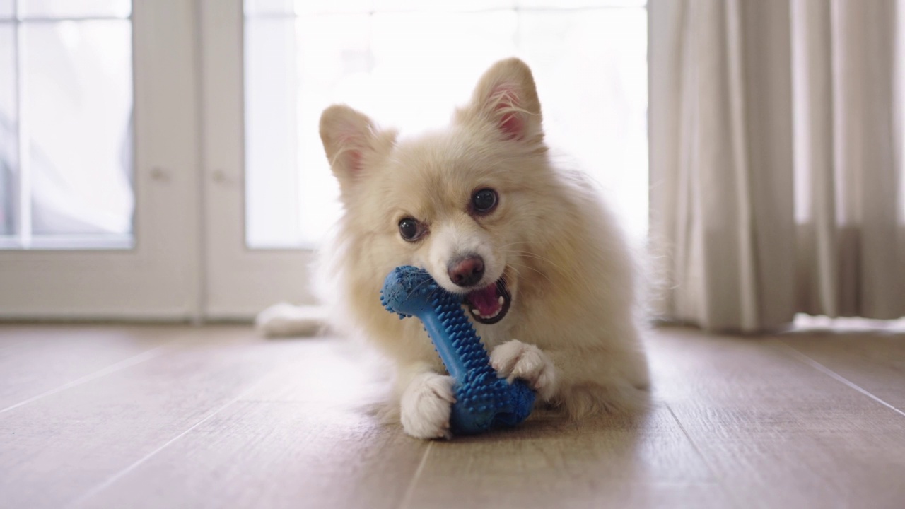 一个博美犬放松咬硅胶骨玩具宠物在家里视频素材