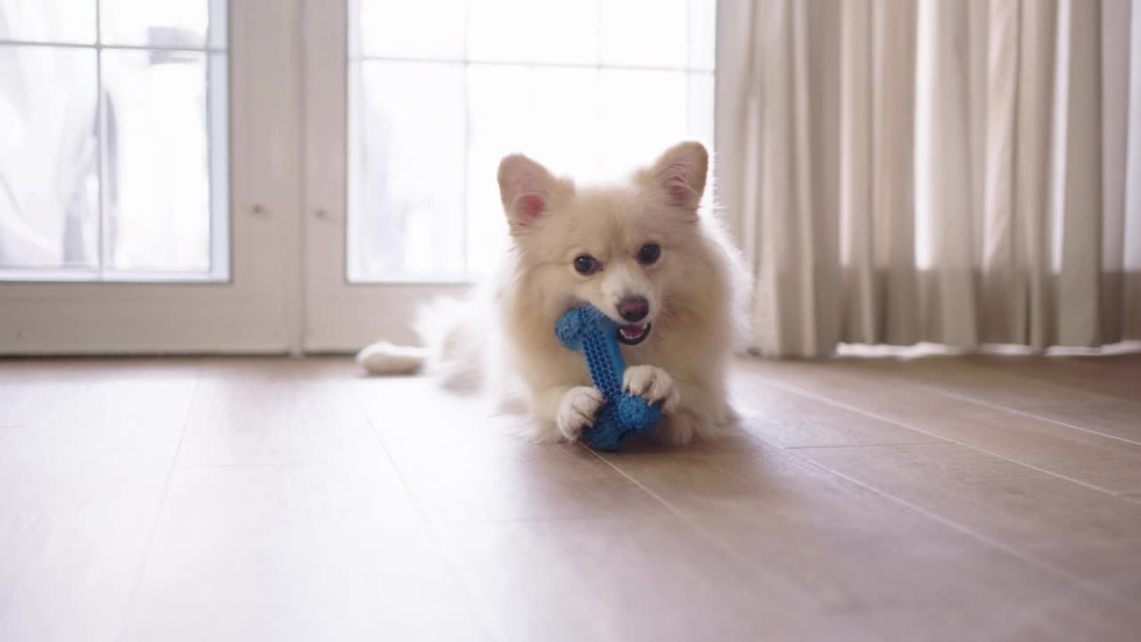 一只博美犬在家里咬和玩硅胶骨玩具视频素材