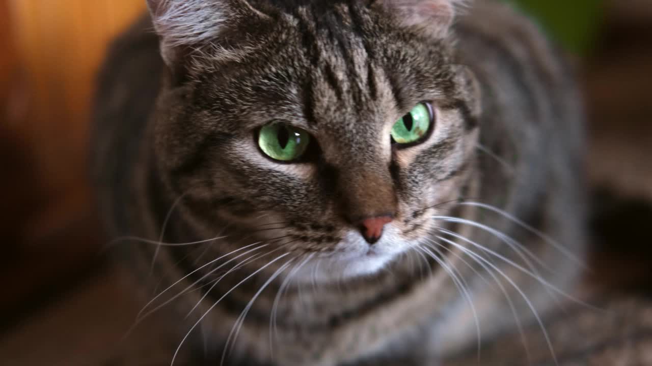 长着绿色眼睛的条纹猫性感地看着并转头。猫脸上的恐惧，选择性聚焦。慢动作视频素材