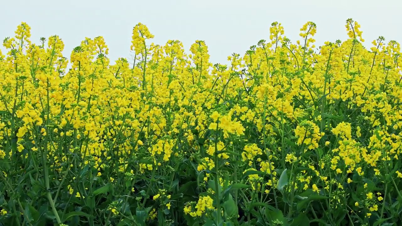 油菜花在春天开花视频素材