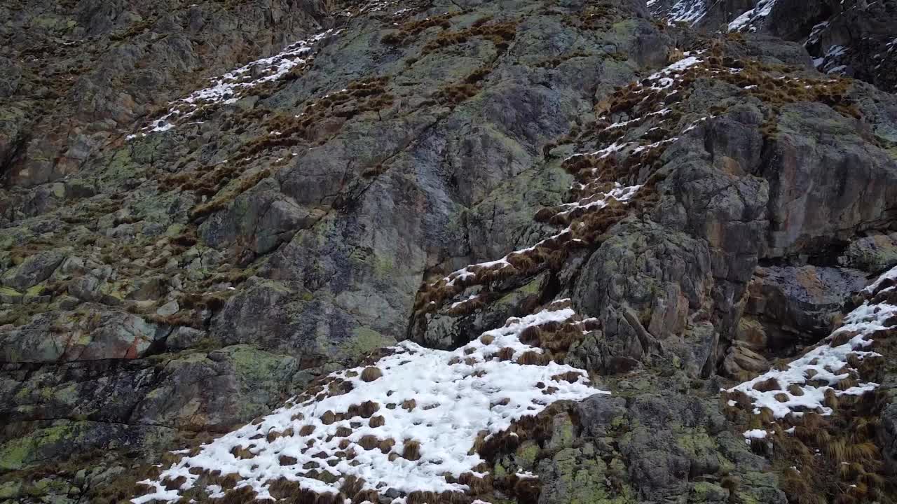 山羊(高加索旅游)在山上的岩石上行走视频下载