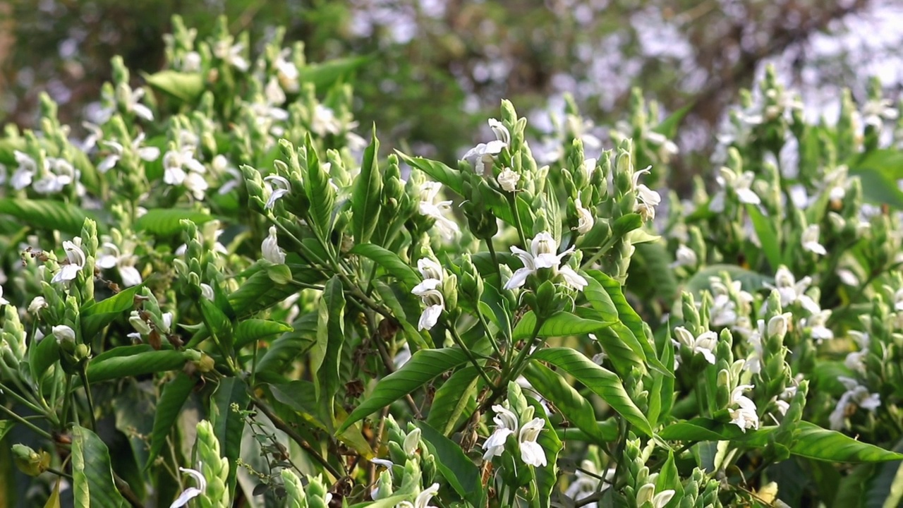 马拉巴坚果或有叶子和花有选择性焦点的植物，也被称为Justicia Adhatoda, Vasaka，它是一种药用植物视频素材