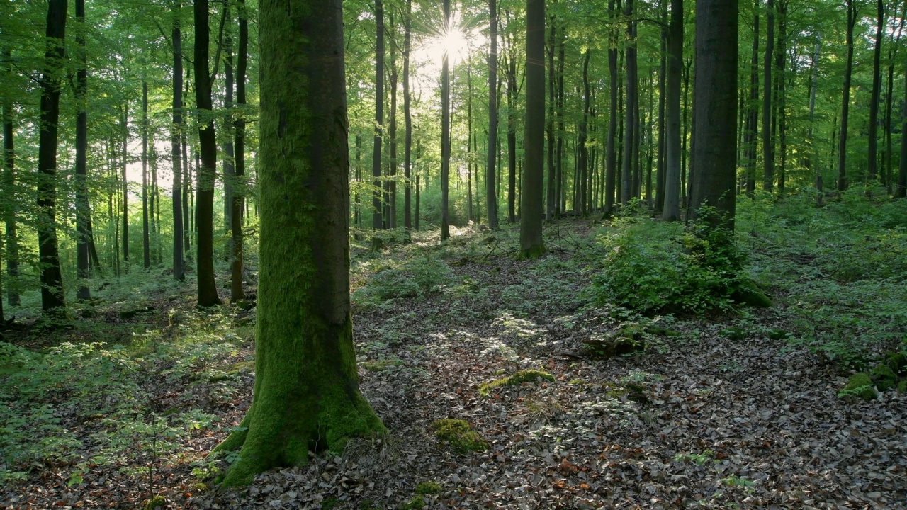 春天的山毛榉林，早晨阳光明媚，Mönchberg，巴伐利亚的Spessart，德国视频素材