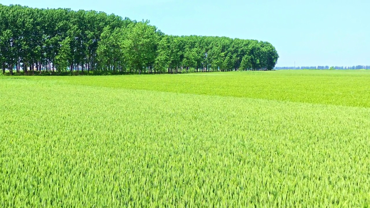 空中拍摄的春天绿色麦田自然景观视频素材