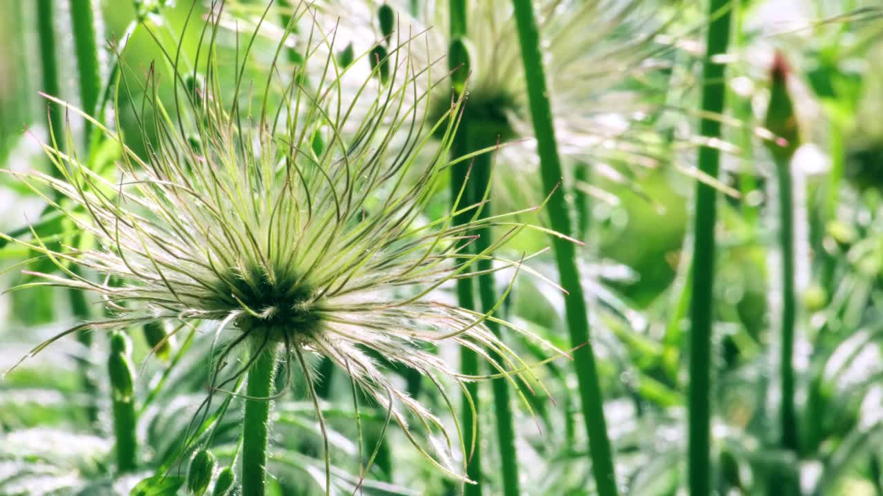 白头翁(pasquflower, cutleaf海葵)是一种开花植物。野花。花视频素材