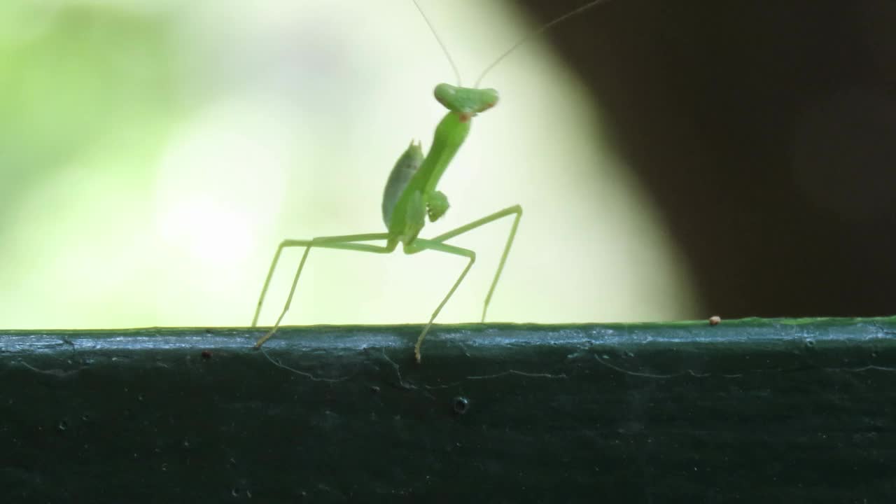 螳螂的幼虫视频素材