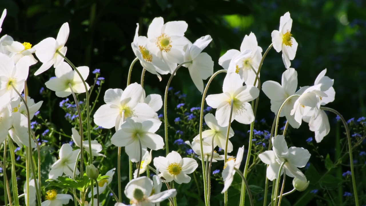 春天的海葵花在风中摇曳。大自然。白海葵(Anemone ranunculoides)自然背景。慢镜头特写视频素材