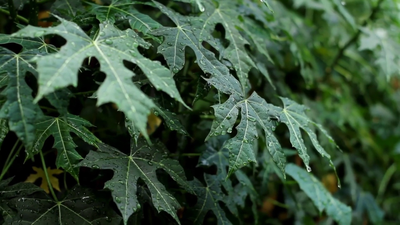 观赏植物视频素材