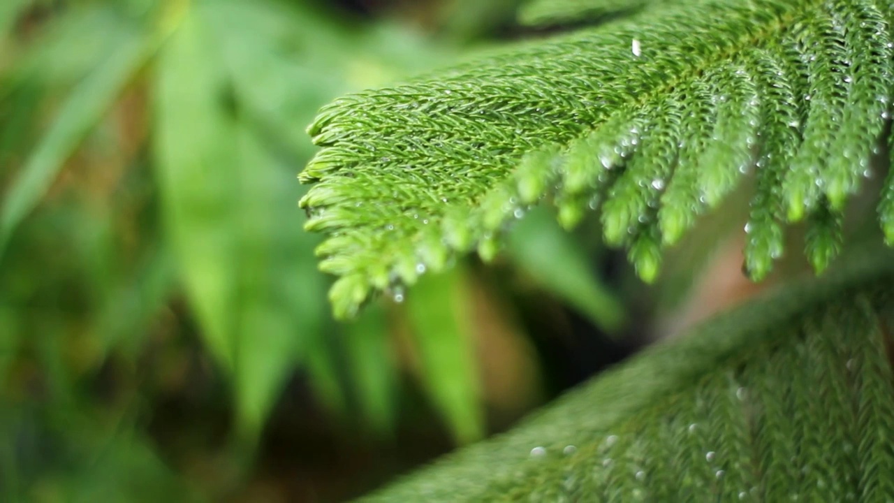 观赏植物视频素材