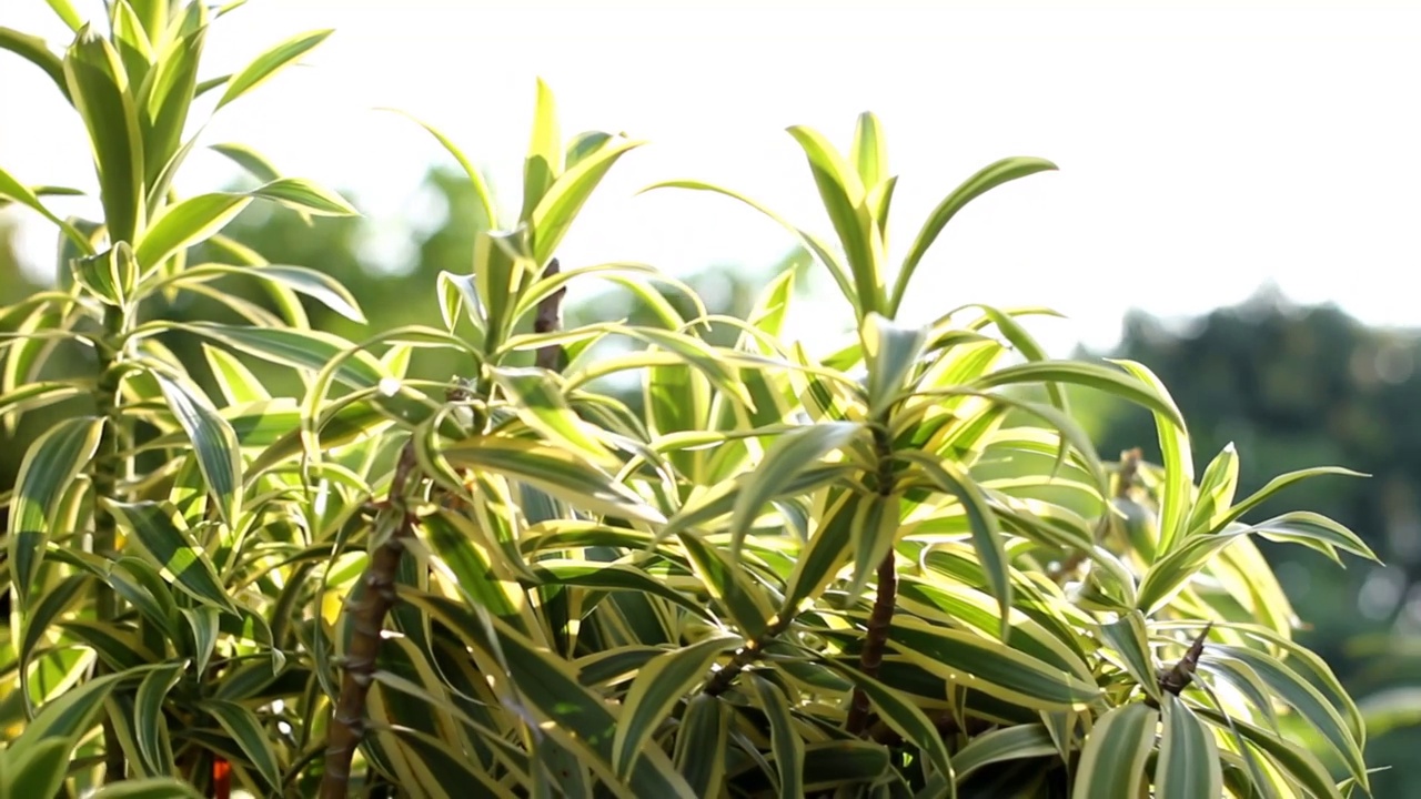 观赏植物视频素材