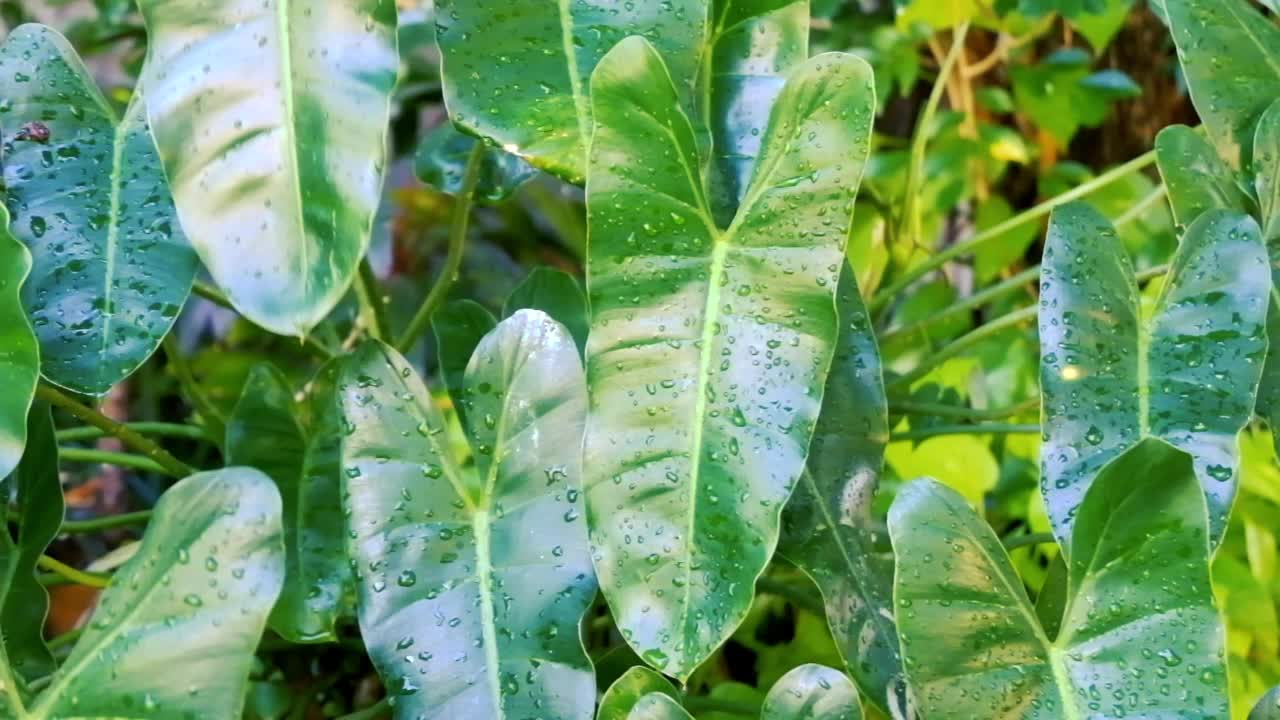 雨后黄花的叶子上有耀眼的水滴，在风中飘动。视频素材