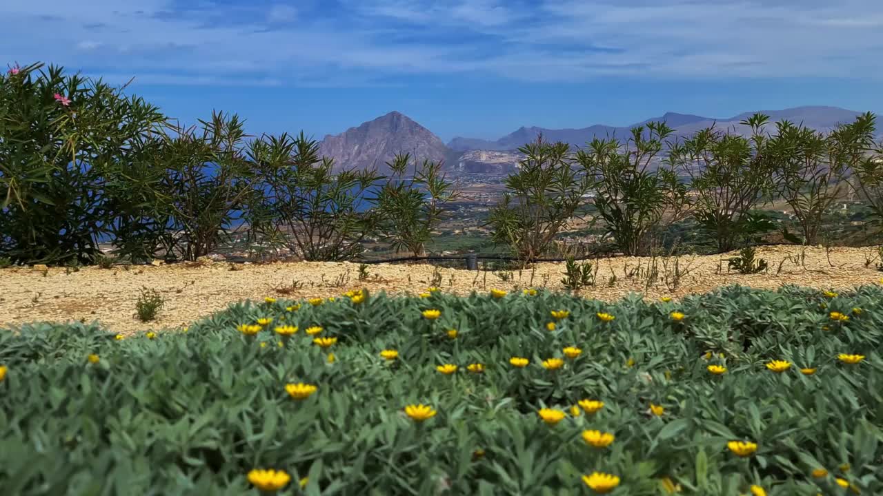 黄色的花和全景的背景，科法诺山，在意大利西西里岛。慢动作和低角度视频素材