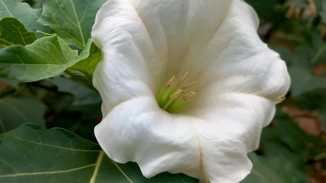 开花洋金花。天使的喇叭-花视频素材