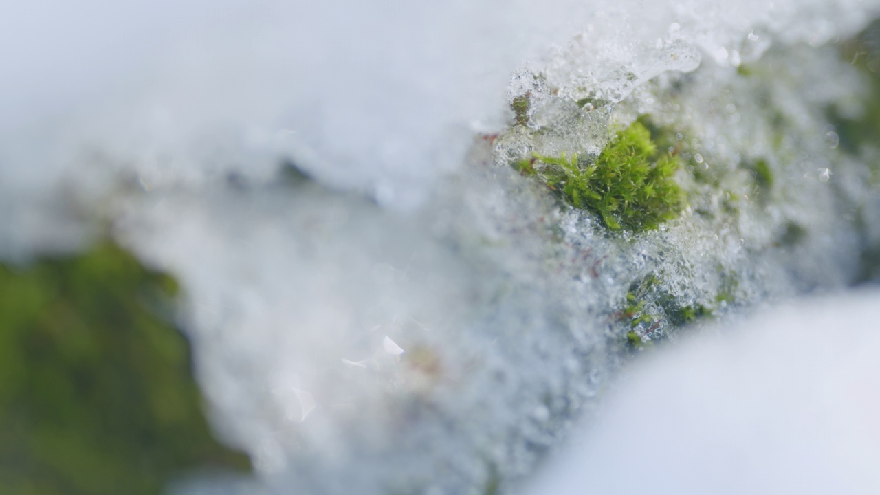 春天。雪部分覆盖了绿色的苔藓。宏观的观点。视频素材