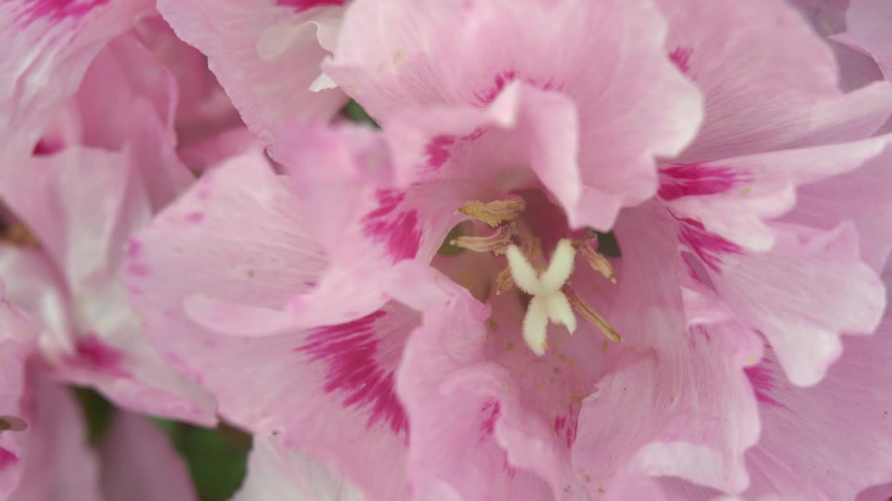 粉红色的godecia花在绿色的夏季花园的背景上吹在风中。宏花背景视频素材