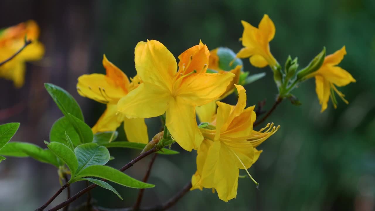 花园里美丽的黄色杜鹃花的特写。视频素材